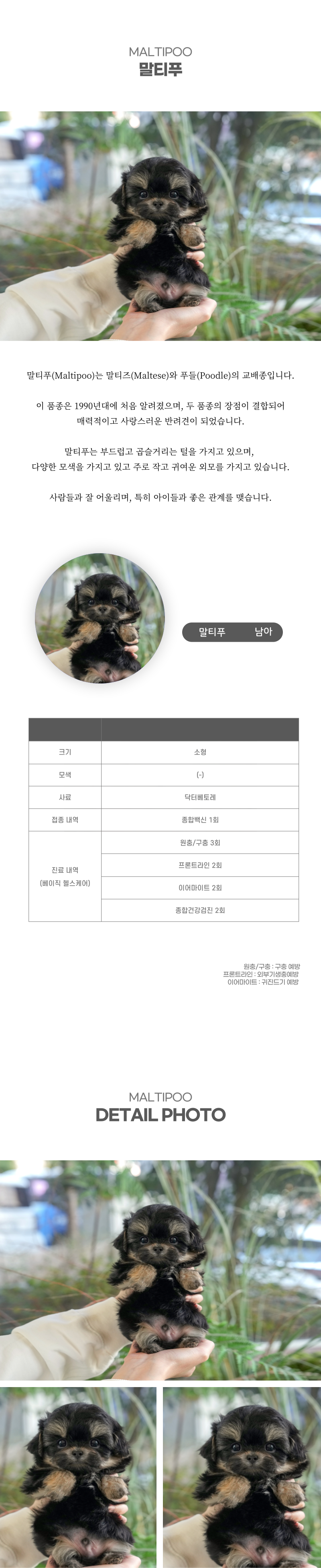 말티푸_상세이미지_2